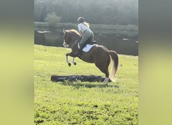 American Quarter Horse, Wałach, 7 lat, Cisawa