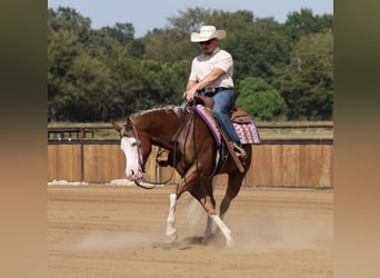 American Quarter Horse, Wałach, 7 lat, Cisawa