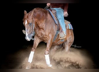 American Quarter Horse, Wałach, 7 lat, Cisawa
