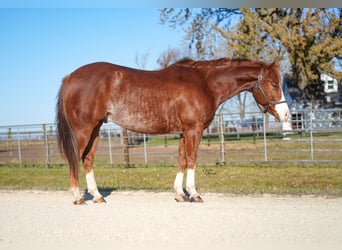 American Quarter Horse, Wałach, 7 lat, Cisawa