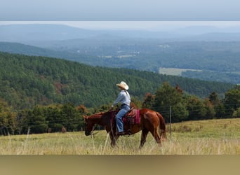 American Quarter Horse, Wałach, 7 lat, Cisawa