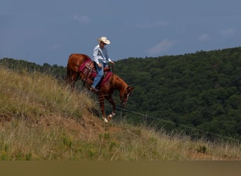 American Quarter Horse, Wałach, 7 lat, Cisawa