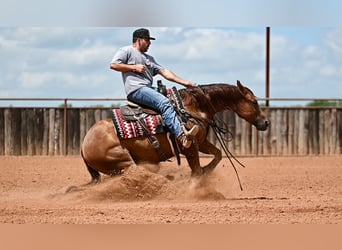 American Quarter Horse, Wałach, 7 lat, Cisawa