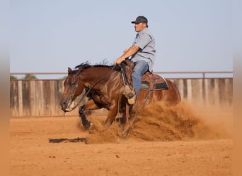 American Quarter Horse, Wałach, 7 lat, Gniada