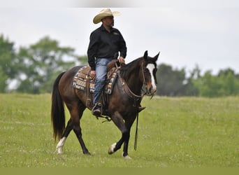 American Quarter Horse, Wałach, 7 lat, Gniada