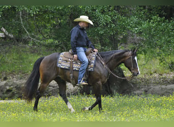 American Quarter Horse, Wałach, 7 lat, Gniada