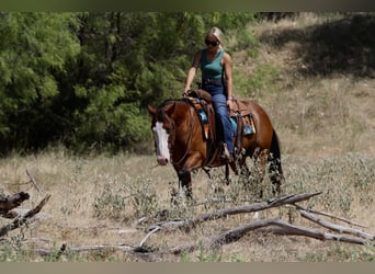 American Quarter Horse, Wałach, 7 lat, Gniada