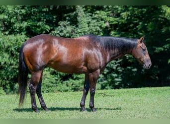 American Quarter Horse, Wałach, 7 lat, Gniada
