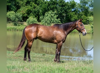 American Quarter Horse, Wałach, 7 lat, Gniada