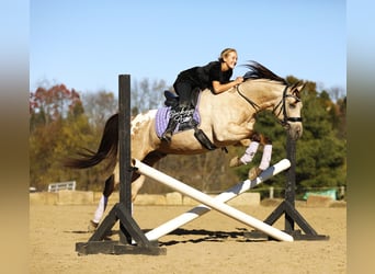 American Quarter Horse Mix, Wałach, 7 lat, Jelenia