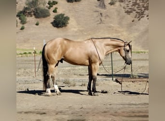 American Quarter Horse, Wałach, 7 lat, Jelenia