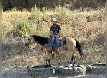 American Quarter Horse, Wałach, 7 lat, Jelenia
