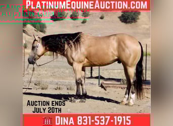 American Quarter Horse, Wałach, 7 lat, Jelenia