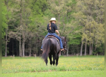 American Quarter Horse, Wałach, 7 lat, Karodereszowata
