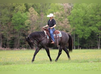 American Quarter Horse, Wałach, 7 lat, Karodereszowata