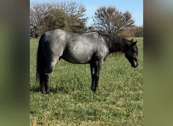 American Quarter Horse, Wałach, 7 lat, Karodereszowata