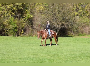American Quarter Horse, Wałach, 7 lat, Kasztanowatodereszowata
