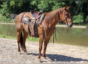 American Quarter Horse, Wałach, 7 lat, Kasztanowatodereszowata