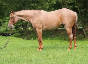 American Quarter Horse, Wałach, 7 lat, Kasztanowatodereszowata