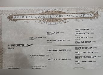 American Quarter Horse, Wałach, 7 lat, Kasztanowatodereszowata