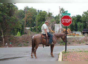 American Quarter Horse, Wałach, 7 lat, Kasztanowatodereszowata