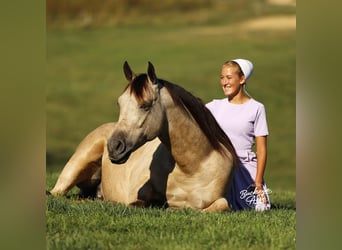 American Quarter Horse Mix, Wałach, 7 lat