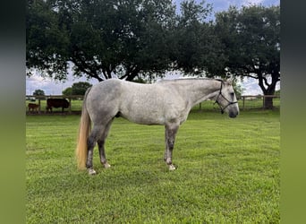 American Quarter Horse, Wałach, 7 lat, Siwa
