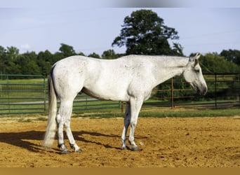 American Quarter Horse, Wałach, 7 lat, Siwa