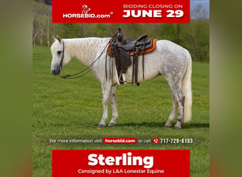 American Quarter Horse, Wałach, 7 lat, Siwa