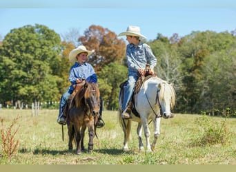 American Quarter Horse, Wałach, 8 lat, 107 cm, Siwa
