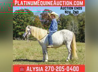 American Quarter Horse, Wałach, 8 lat, 107 cm, Siwa