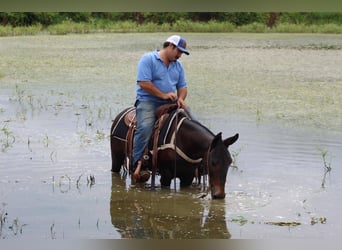 American Quarter Horse, Wałach, 8 lat, 137 cm, Kara