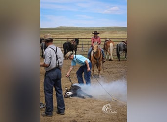 American Quarter Horse, Wałach, 8 lat, 140 cm, Izabelowata