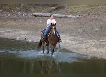 American Quarter Horse, Wałach, 8 lat, 142 cm, Gniada