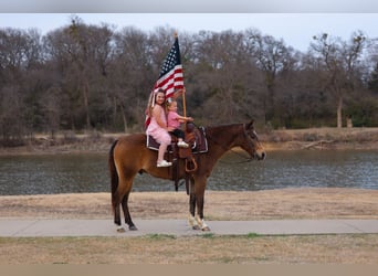 American Quarter Horse, Wałach, 8 lat, 142 cm, Gniada