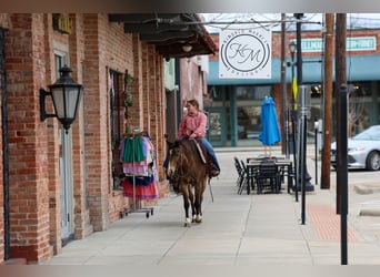 American Quarter Horse, Wałach, 8 lat, 142 cm, Gniada