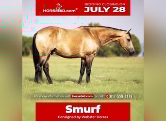 American Quarter Horse, Wałach, 8 lat, 142 cm, Jelenia