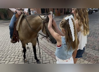 American Quarter Horse, Wałach, 8 lat, 142 cm, Jelenia