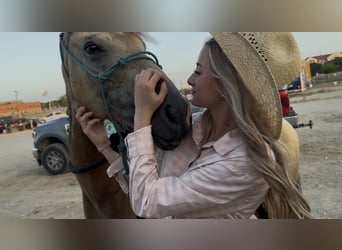 American Quarter Horse, Wałach, 8 lat, 142 cm, Jelenia