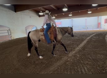 American Quarter Horse, Wałach, 8 lat, 142 cm, Jelenia