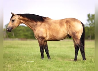 American Quarter Horse, Wałach, 8 lat, 142 cm, Jelenia