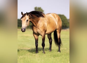 American Quarter Horse, Wałach, 8 lat, 142 cm, Jelenia