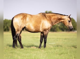American Quarter Horse, Wałach, 8 lat, 142 cm, Jelenia