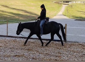 American Quarter Horse, Wałach, 8 lat, 144 cm, Kara