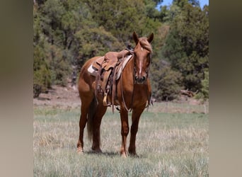 American Quarter Horse, Wałach, 8 lat, 145 cm, Cisawa
