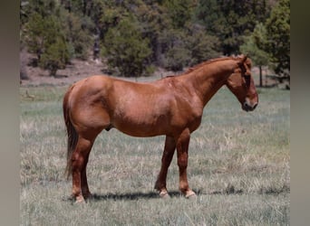 American Quarter Horse, Wałach, 8 lat, 145 cm, Cisawa