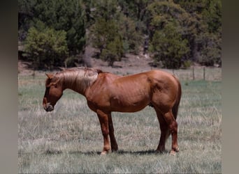 American Quarter Horse, Wałach, 8 lat, 145 cm, Cisawa