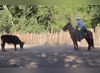 American Quarter Horse, Wałach, 8 lat, 145 cm, Cisawa