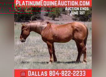 American Quarter Horse, Wałach, 8 lat, 145 cm, Cisawa