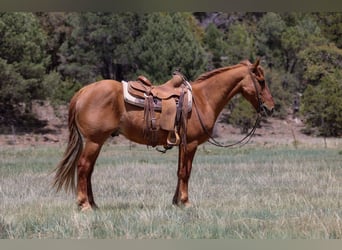 American Quarter Horse, Wałach, 8 lat, 145 cm, Cisawa